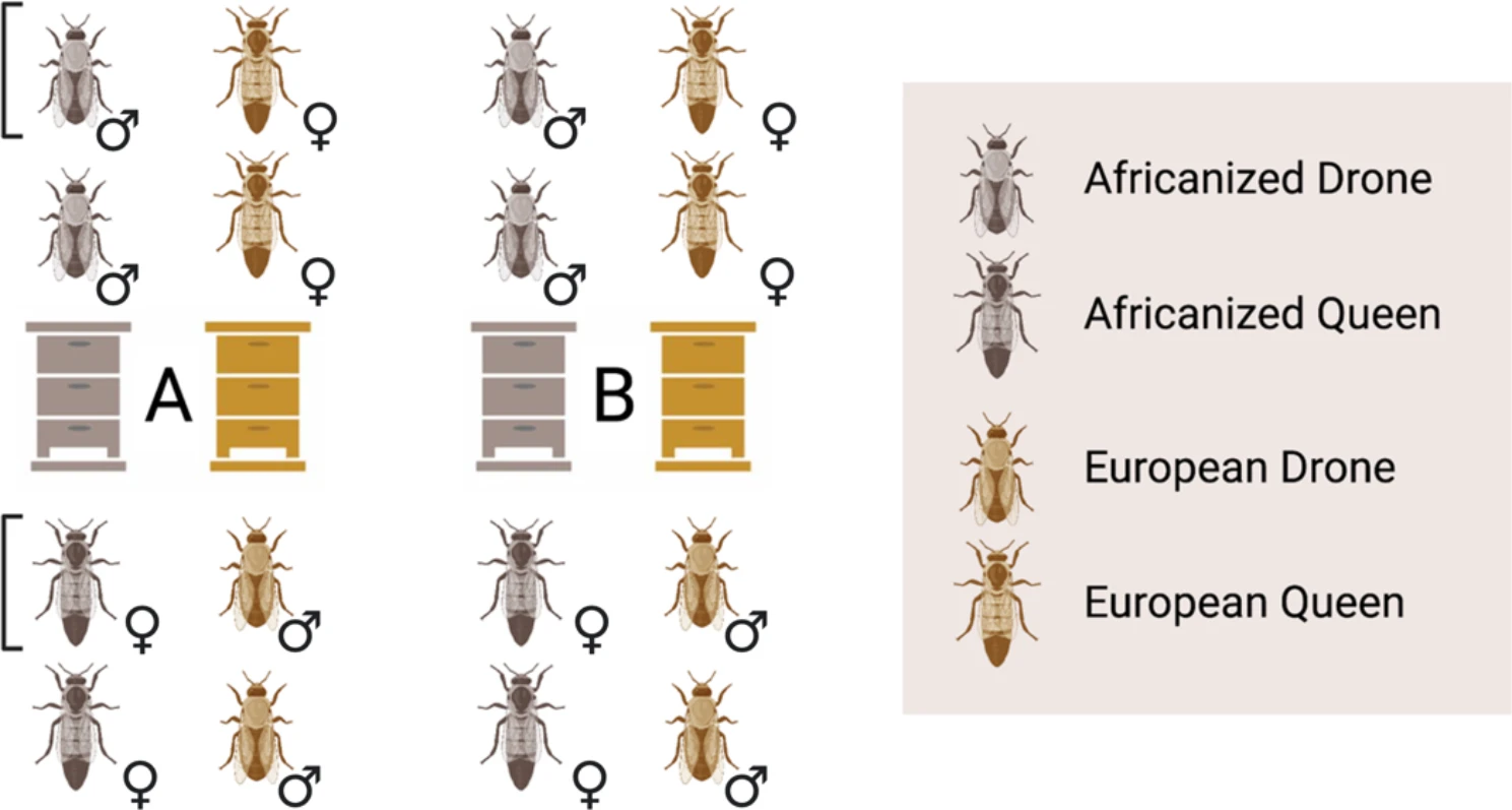 Examining parent-of-origin effects on transcription and RNA methylation in mediating aggressive behavior in honey bees (Apis mellifera)