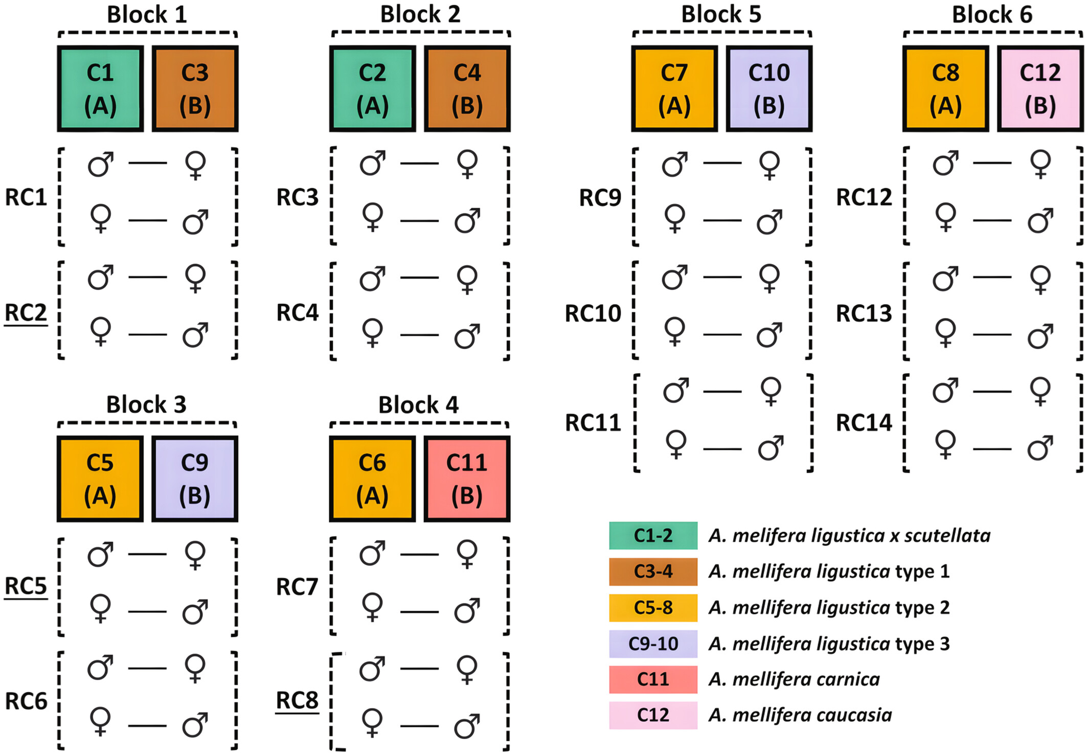 Beyond conflict: Kinship theory of intragenomic conflict predicts individual variation in altruistic behaviour