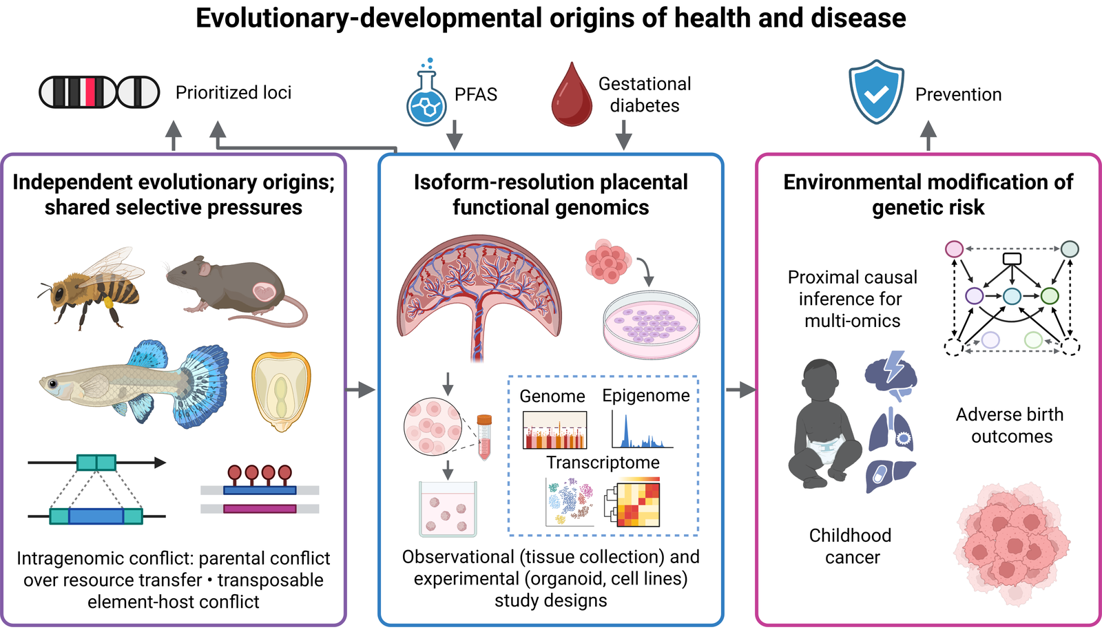 Overview of my research program: evolutionary-developmental origins of health and disease
